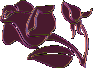 rose1sm-l